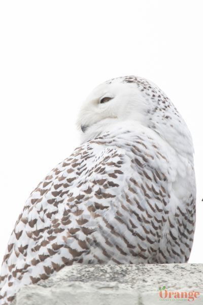 Snowy owl in Cypress - Orange County Outdoors